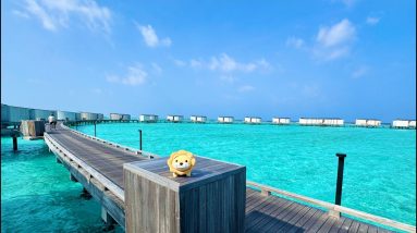 【実写ライブ配信】学長とモルディブ探検ツアー！